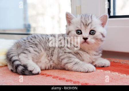 Black and white striped British kitten lying on the windowsill next to the window and looking at the camera. Stock Photo