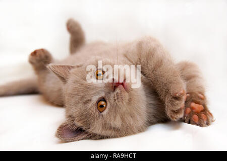 Cute little lilac British cat with orange eyes lies upside down on a light background. Stock Photo