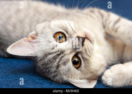 Portrait of grey white little British cat with orange eyes close-up Stock Photo