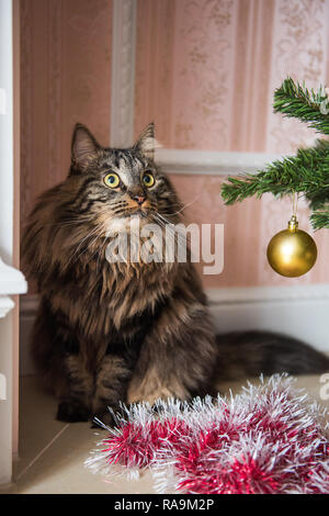 Funny Norwegian cat under Christmas tree on New Year. Cat plays with Christmas tree toys Stock Photo