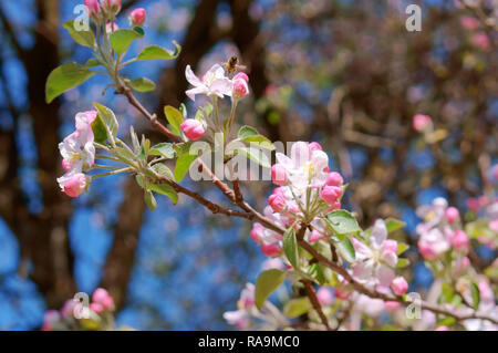 blooming Apple tree branch, Apple tree blooms in spring Stock Photo