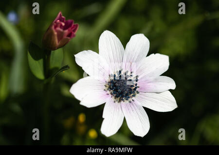 Daisy flower growing in a garden Stock Photo