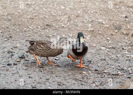 A male and female mallard duck engaging in a fight for dominance Stock Photo