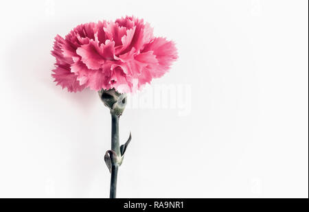 Single pink carnation set against a white background Stock Photo