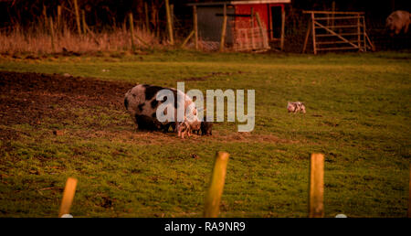 An Oxford sandy and black family of pigs in Pevensey, East Sussex. Stock Photo