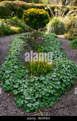 Alchemilla mollis,lady's mantle,Alchemilla grandiflora hort,scalloped,leaves,foliage,flowerbed,edged,edging,border,ring,ringed,unusual,garden Feature, Stock Photo