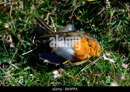 dead,European robin,Erithacus rubecula,red robin, robin redbreast,dead bird,deceased,RM Floral Stock Photo