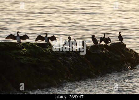 a colony of Cormorants dry their wings on a rock in the Firth of Forth near Dysart, Fife. Stock Photo