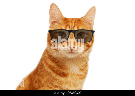 Closeup portrait of funny ginger cat wearing eyeglasses isolated on white Stock Photo
