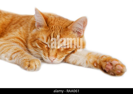 Portrait of a red cat dozing on white background Stock Photo