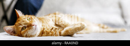 Closeup portrait of ginger cat lying on a bed stretching his paws and looking thoughtfully aside. Shallow focus and blurred background. Copyspace. Stock Photo