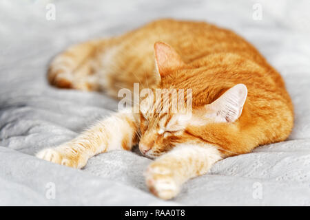 Closeup portrait of a red ginger cat sleeping on a bed stretching his front paws. Shallow focus. Stock Photo