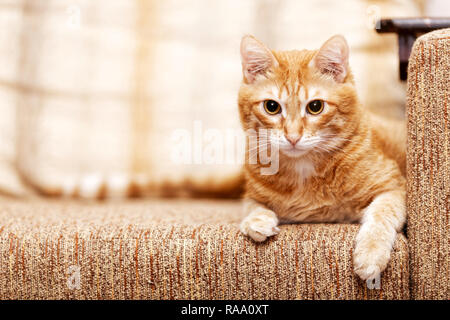 Red cat lying on the couch and carefully looking in front of him. Shallow focus. Copyspace. Stock Photo