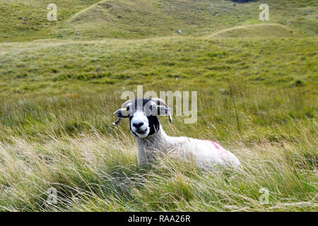Scottish Blackface. Horned sheep with black face on Honister Pass, Cumbria, Lake District, England Stock Photo