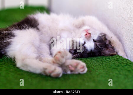 Cute kitten laying on her back Stock Photo