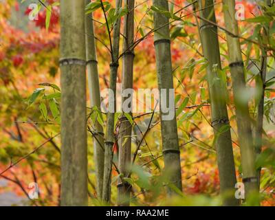 Bamboo forest during momijigari in Kyoto Stock Photo