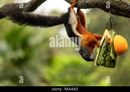 Prevost squirrel hanging upside down, eating water melon Stock Photo