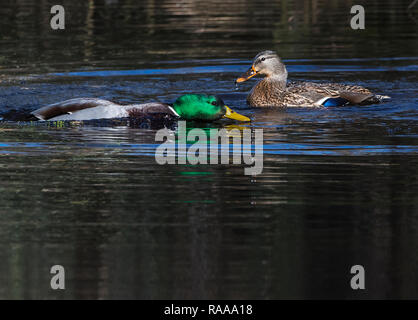Drake mallard swimming around female in a circle after mating Stock Photo