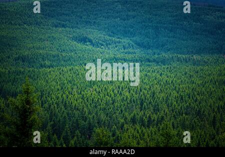 An endless mountain forest in green and blue Stock Photo