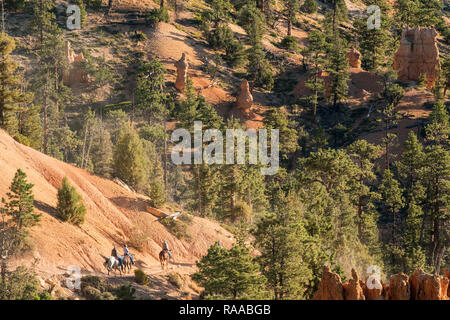 Horse riders descending through Ponderosa Pine trees into the Bryce Amphitheatre near Sunrise Point of Bryce Canyon National Park, Utah, USA Stock Photo
