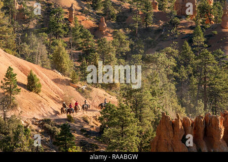 Horse riders descending through Ponderosa Pine trees into the Bryce Amphitheatre near Sunrise Point of Bryce Canyon National Park, Utah, USA Stock Photo