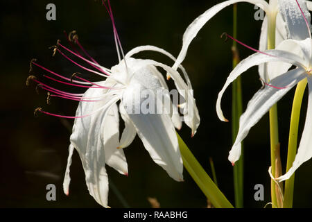 Swamp lily (Crinum americanum), Everglades National Park, Florida Stock Photo