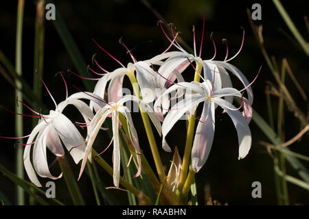 Swamp lily (Crinum americanum), Everglades National Park, Florida Stock Photo