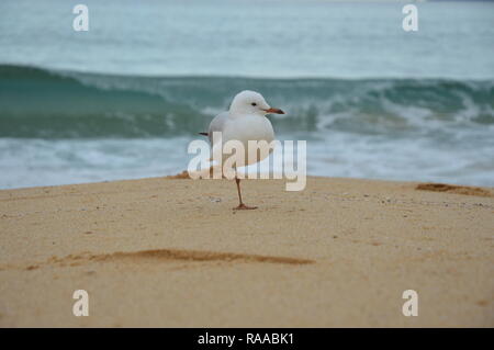 One legged seagull Stock Photo