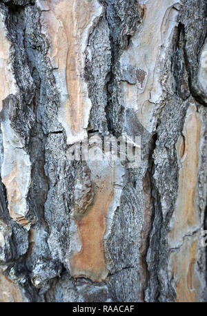 Embossed texture of bark wood big dimension background. Old wood surface close up Stock Photo