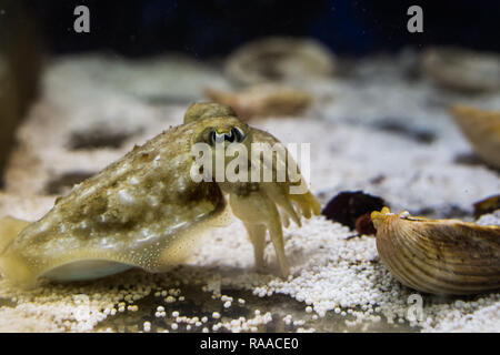 closeup of a cuttle fish, funny pet for the aquarium Stock Photo