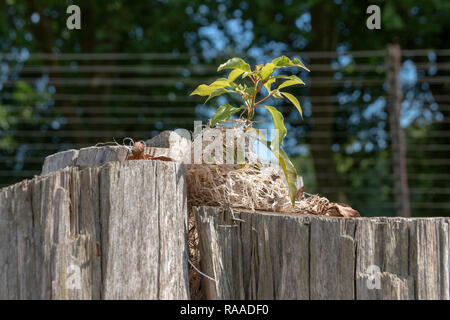 A close up view of a small plant or weed growing out of the top of a tree stump with dried grass covering the roots Stock Photo