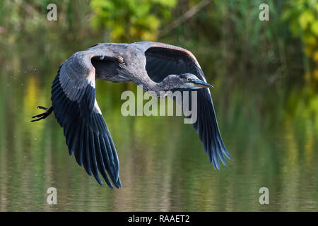 Great-blue heron flight over pond water Stock Photo