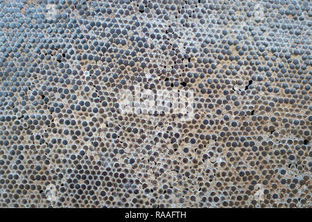 Worn surface made of metal nailheads and cement. Stock Photo
