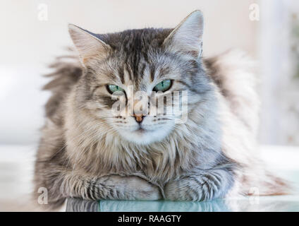 grey siberian cat, long haired hypoallergenic kitten Stock Photo