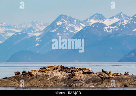 Steller sea lions, Eumetopias jubatus, hauled out on South Marble Island, Glacier Bay National Park,  Alaska, USA. Stock Photo