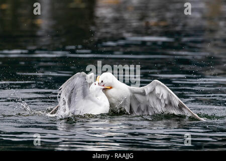 Glaucous-winged gulls, Larus glaucescens, fighting over food near Petersburg, southeast Alaska, USA. Stock Photo