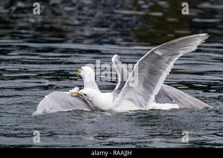 Glaucous-winged gulls, Larus glaucescens, fighting over food near Petersburg, southeast Alaska, USA. Stock Photo