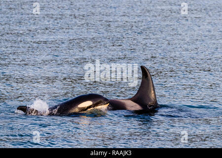 Mother and calf killer whale, Orcinus orca, surfacing near Point Adolphus, Icy Strait, Southeast Alaska, USA. Stock Photo