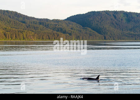 Adult female killer whale, Orcinus orca, surfacing near Point Adolphus, Icy Strait, Southeast Alaska, USA. Stock Photo