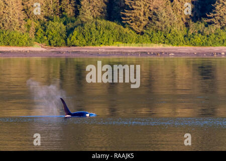 Adult bull killer whale, Orcinus orca, surfacing near Point Adolphus, Icy Strait, Southeast Alaska, USA. Stock Photo