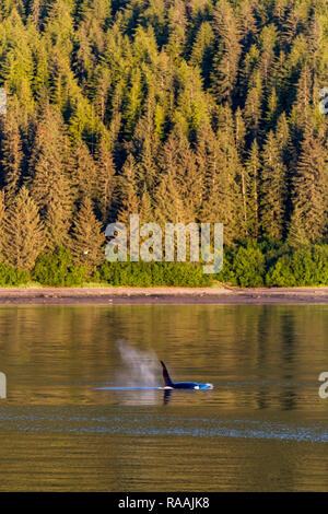 Adult bull killer whale, Orcinus orca, surfacing near Point Adolphus, Icy Strait, Southeast Alaska, USA. Stock Photo