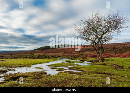 A stream gently flowing past a leafless tree in The New Forest, England, UK. The scene is under a dramatic cloudy sky on a winter day with woodland. Stock Photo