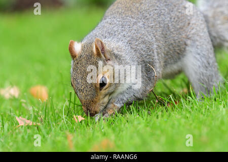 Portrait of a grey squirrel (sciurus carolinensis) digging Stock Photo