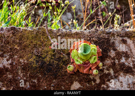 Single succulent plant, Aeonium canariense, on a moss covered concrete wall Stock Photo