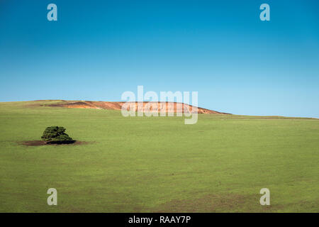 Lone tree in a field with a large blue sky and cliff face visible Stock Photo