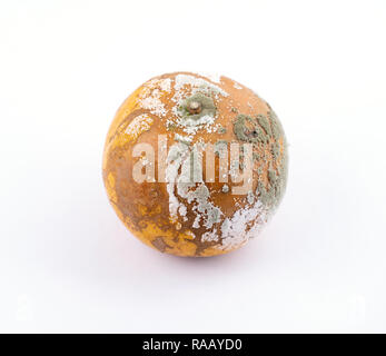 rotten and moldy orange on white background Stock Photo