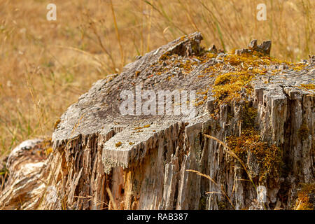 dried out stump with golden grass and moss Stock Photo