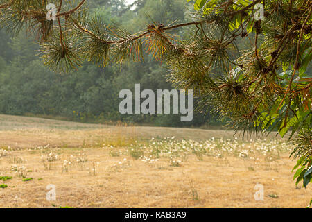pine cones on tree branches over field Stock Photo