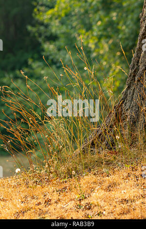 tall green weeds sitting against tree trunk in august Stock Photo