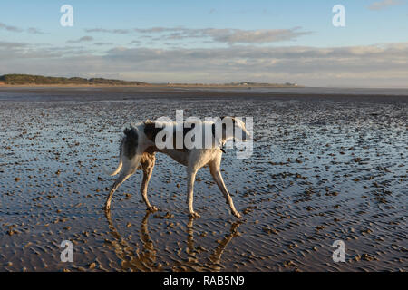 Lurcher on beach at Powfoot sands on the Solway Firth, Dumfries and Galloway, Scotland, UK Stock Photo